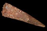 Pterosaur (Siroccopteryx) Tooth - Morocco #94129-1